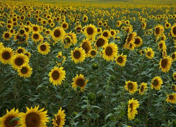 field-of-sunflowers.jpg