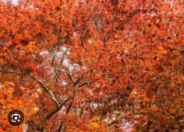 copper-tree.jpg