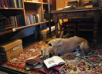 marvin-with-his-nose-in-books.jpg