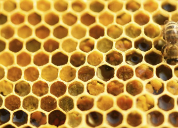 200409-pollen.jpg