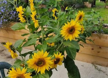 flowers-shed.jpg