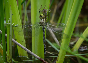 dragonfly-emerging-from-skin-2020.jpg