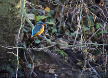 rs-489-kingfisher-at-wildneress-island-credit-david-fielding-1.jpg