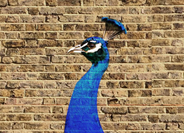 peacock-3.jpg