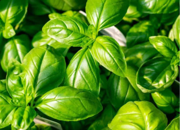 basil-2.jpg
