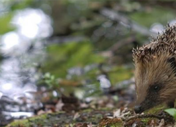hanwell-hedgehog-james-morton-header.png