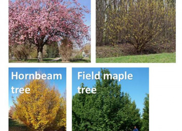 trees-for-bid.jpg