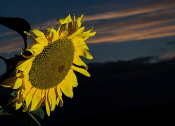 sunflowerin-the-dark.jpg