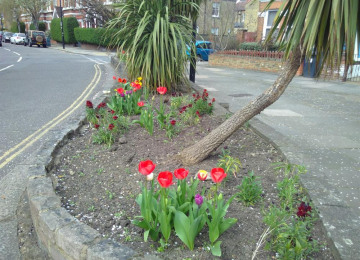 west-bed-12-th-april-2018-tulips.jpg