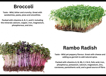 the-best-microgreens-to-get-started.png
