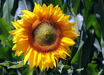 sunflower-3540266-1280.jpg