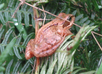 fordhall-frog.jpg