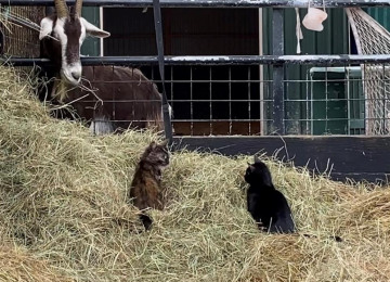 cats-and-goat.jpg