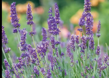 lavender-2.jpg