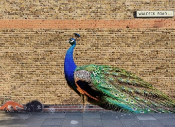 peacock-1.jpg