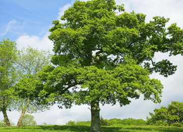 english-oak-pedunculate-oak-quercus-robur-tree-alamy-bmrxjf-oliver-smart.jpg