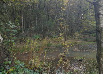 pit-hill-pond-before.jpg