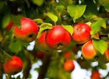 apple-tree-3.jpg