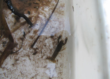 river-dipping-1.jpg