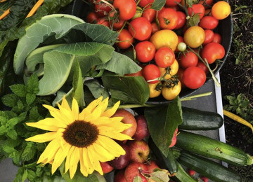 ford-lane-garden-autumn-harvest-tomatoes-sunflower-mint-apples-courgettes-squash.jpg