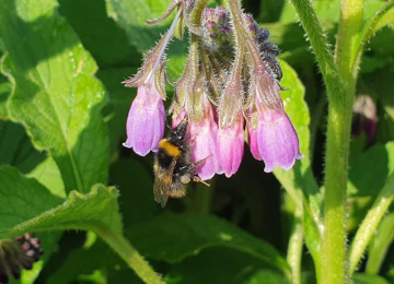 wildflower-bees.jpg