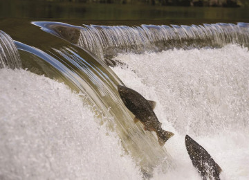 leaping-salmon-i-stock-000007398905-large.jpg