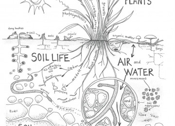 soil-diag.jpg