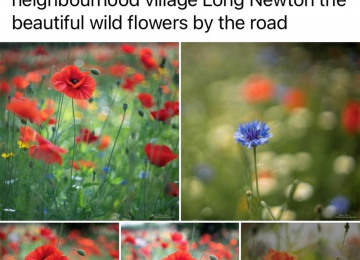 wild-flowers-7.jpg