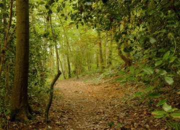 woodland-path.jpg