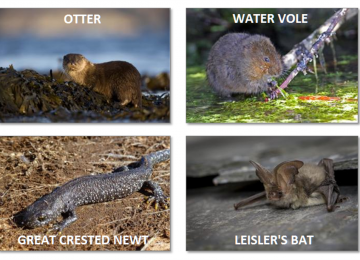 wildlife-four-captions.png