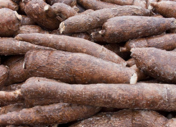 cassava-root-17324753.jpg