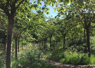 5 cherry tree walk creating a cherry tree walk west acton 5 cherry tree walk creating a cherry tree walk west acton