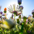 Pollinator cafes in Finchley N3, N12