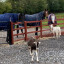 horses-and-goats.jpg