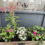 snakes-lane-east-high-street-planters-landscape-woodford-greeners.jpg