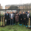 garden-sapce-olive-tree-planting.jpg