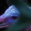 dscf-3338.jpg