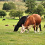 cows-at-fordhall-edited-2-09.jpg