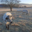cows-in-the-frost.jpg
