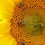 multibeesunflower.jpg