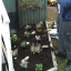 planting.jpg