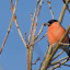 bullfinch.jpg