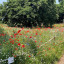 wild-fowers-2.jpg