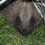 hedgehog-by-rob-fenton-1024-x-768.jpg