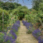avenue-2-with-lavender-220720-urbansquirrel.jpeg