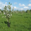east-of-england-fruit-collection-2.jpg