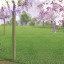 draft-3-low-res-a-3-rgb-quiet-orchard.jpg