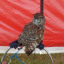 owl-photo.jpg