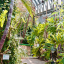7-luxuriant-growth.jpg