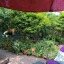 patio-rockery.jpg